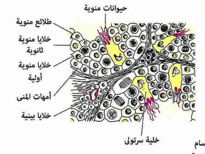 التكاثر في الانسان الدرس الاول