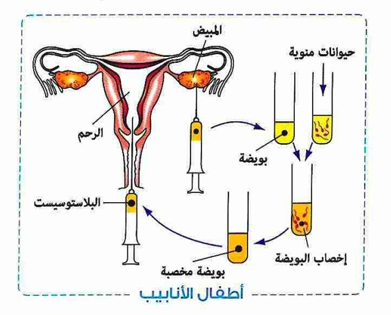 التكاثر في الانسان الدرس الثاني