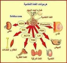 ورشة حل الهرمونات ج 1